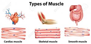 muscles types