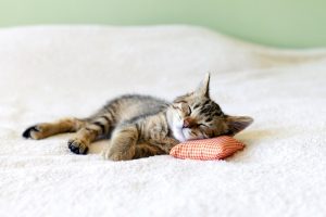 kitten taking a power nap