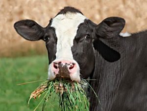 cow chewing 