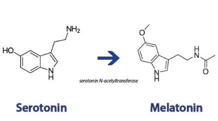 serotonin and melatonin