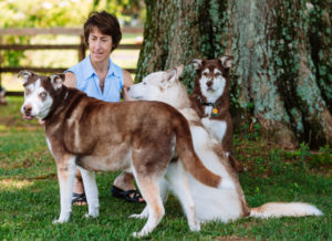 Sharon Chamberlin and her huskies
