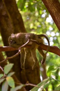 natural sleep aid - seeing a monkey sleeping on a tree limb
