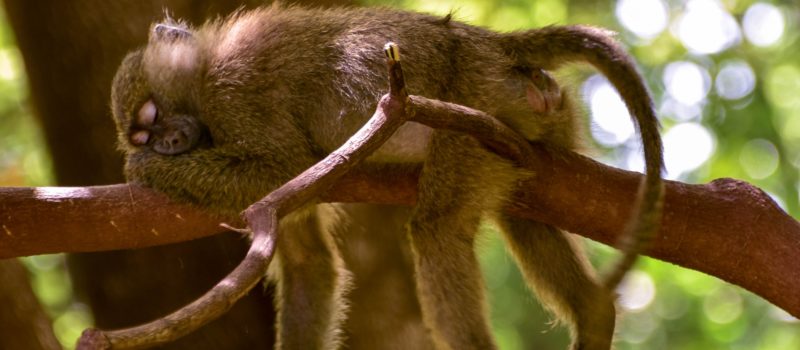 natural sleep aid - seeing a monkey sleeping on a tree limb