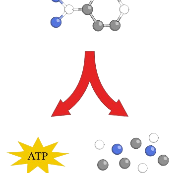 The process of catabolism shown with molecules and adenosine triphosphate